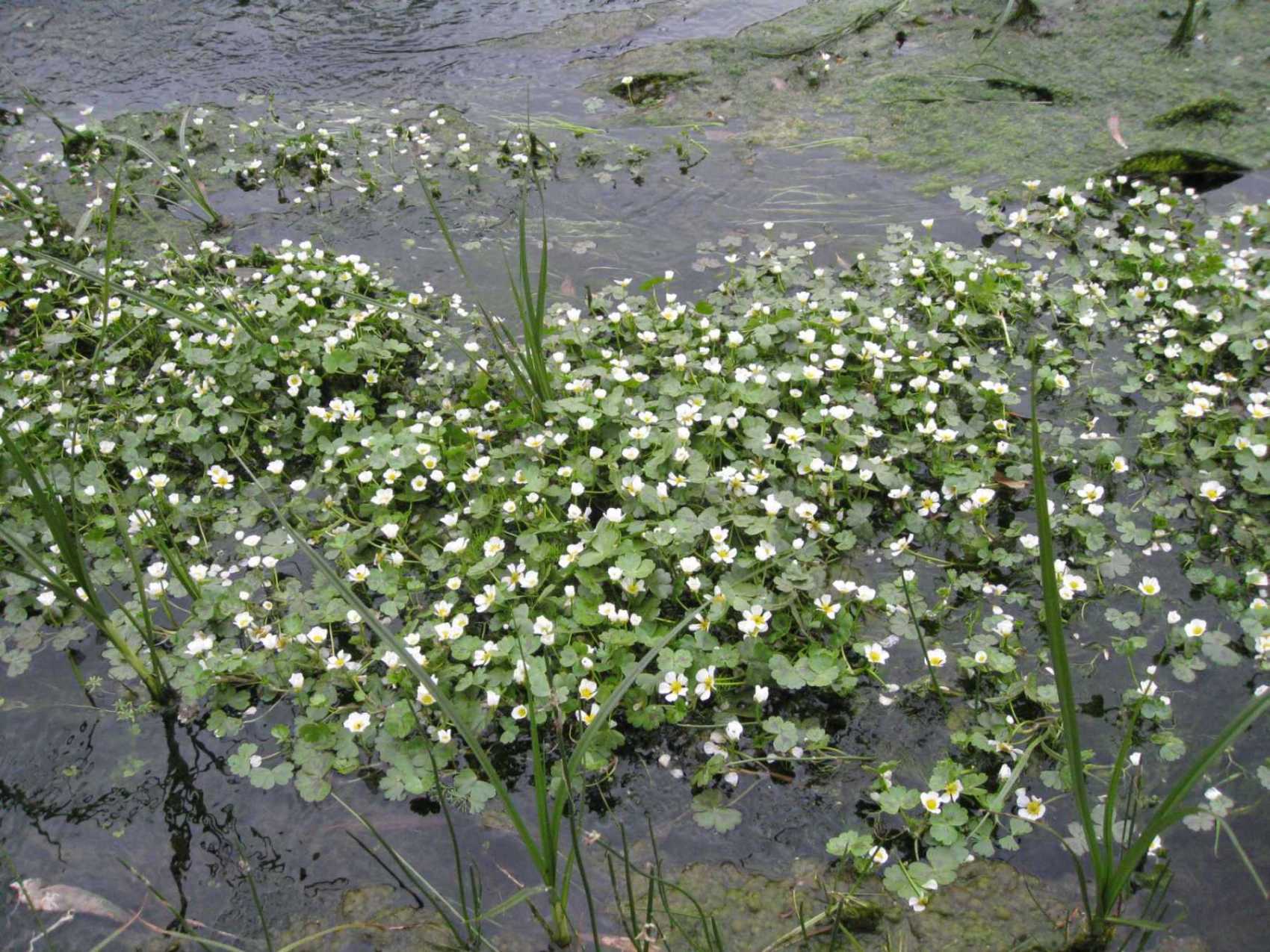 Ranunculus aquatilis